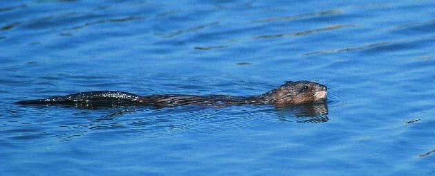 Beaver Swimming Through the Water