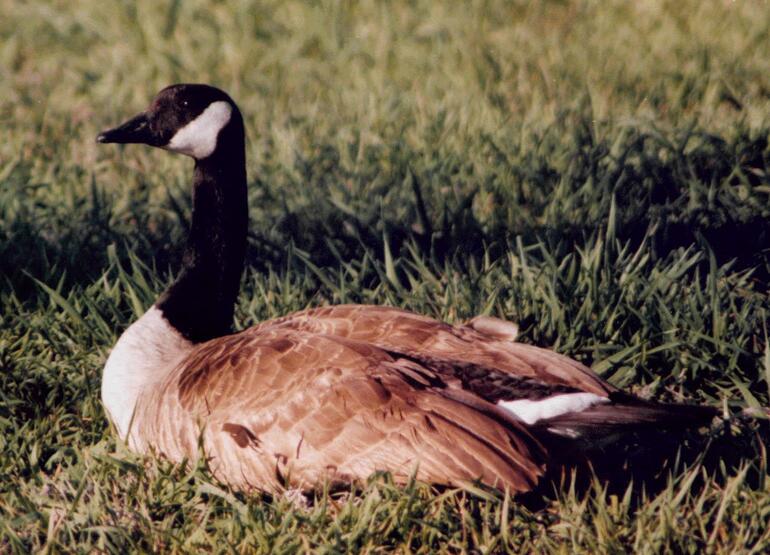 A Resting Goose