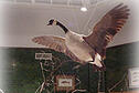 Goose at Pratt Education Center