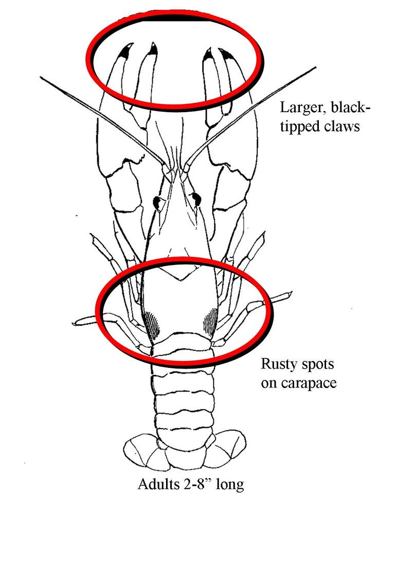 Rusty Crayfish line drawing