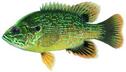 Green sunfish