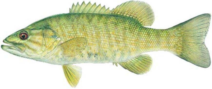 Smallmouth Bass Image