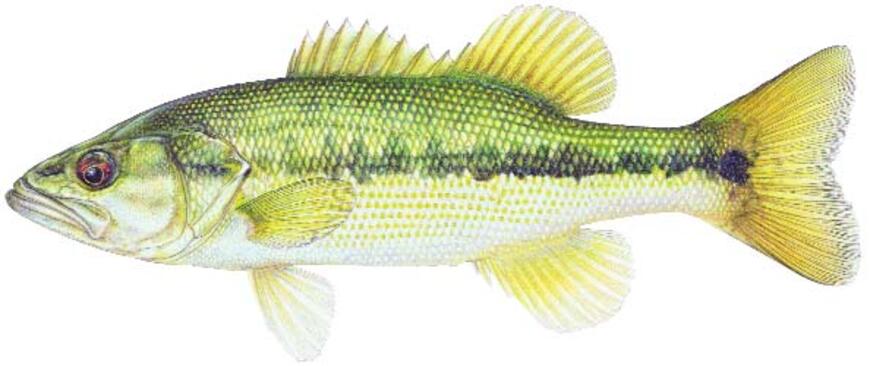 Spotted Bass Image