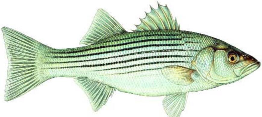Striped Bass Image