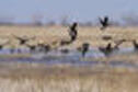 Geese over marsh