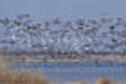 Mixed geese over marsh