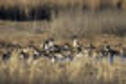Pintails in marsh