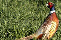 Quartering Pheasant