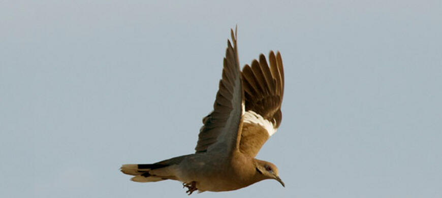 White-Winged-Dove