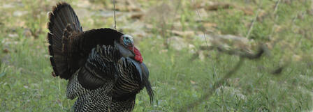 11TH ANNUAL YOUTH TURKEY HUNT AT COUNCIL GROVE APRIL 1-2