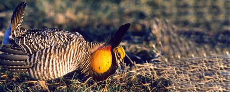 THE 29TH PRAIRIE GROUSE TECHNICAL COUNCIL IN HAYS OCT. 4-6