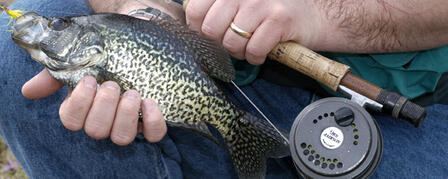 SHALLOW WATER CRAPPIE EVERYMAN’S GAME