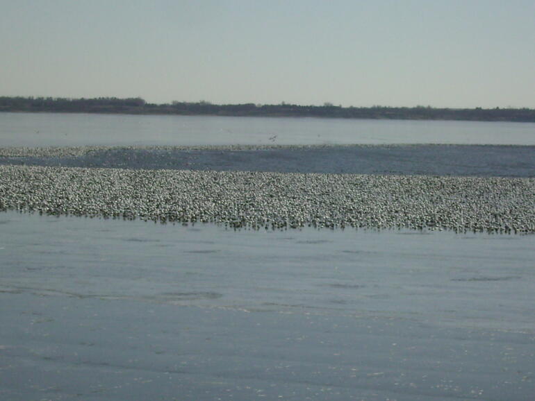 February snow geese