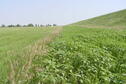 idle foodplot = perfect for pheasant and quail chicks