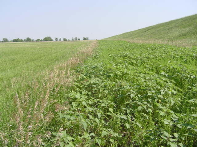 idle foodplot = perfect for pheasant and quail chicks