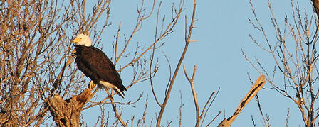 JANUARY IDEAL TIME TO VIEW BALD EAGLES