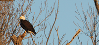 JANUARY IDEAL TIME TO VIEW BALD EAGLES