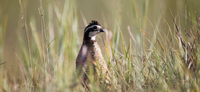 2014 KANSAS UPLAND BIRD HUNTING FORECAST NOW AVAILABLE
