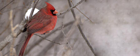 WINTER BIRD FEEDER SURVEY HELPS TRACK SONG BIRD TRENDS