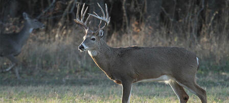Commission Big Game Permit Winners Announced