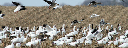 GEESE OFFER FLOCKS OF LATE-SEASON HUNTING OPPORTUNITIES