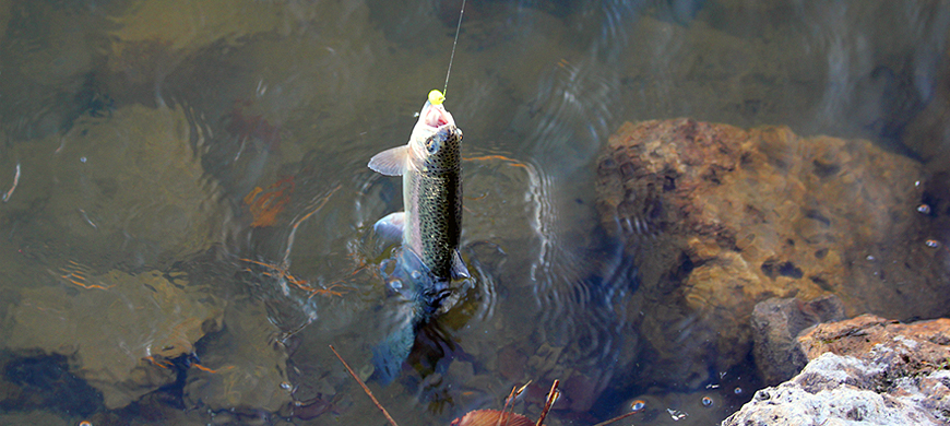 Thirty-Three Fishing Spots to Catch Trout in Kansas / 1-28-16