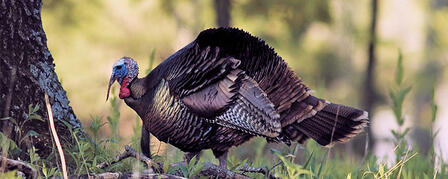 UNIT 4 SPRING TURKEY PERMIT APPLICATIONS AVAILABLE JAN. 10