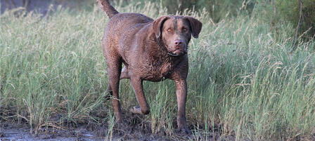 Protect Your Hunting Dog From Harmful Algae