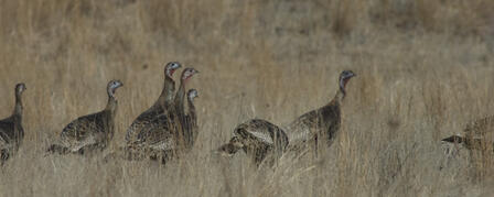 FALL TURKEY HUNTING: TIME FOR THE BIG BIRDS