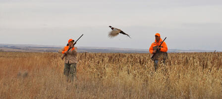 Plan Your Kansas Pheasant And Quail Hunt Now