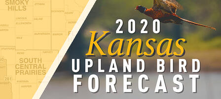 Kansas’ 2020 Upland Game Bird Seasons Look Promising