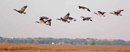 MIGRATING WATERFOWL BRING FLOCKS OF HUNTING OPPORTUNITIES 