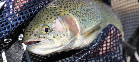KDWPT To Stock More Trout, More Often This Season