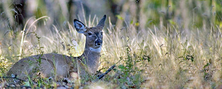 FIRST EVER PRE-RUT WHITETAIL ANTLERLESS SEASON OPENS OCT. 12