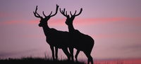 APPLY NOW FOR COMMISSION BIG GAME PERMITS