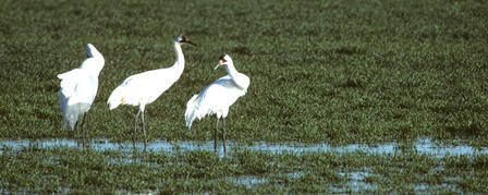 IT’S WHOOPING CRANE TIME
