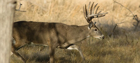 Commission Big Game Permits Raise Funds For Conservation