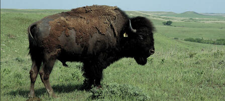 Surplus Buffalo To Be Auctioned At Maxwell Wildlife Refuge