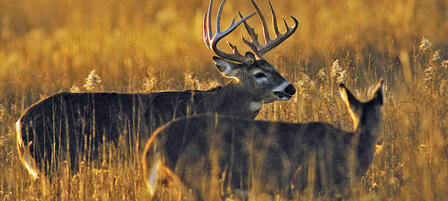 KWPT Commission Big Game Permits Will Be Drawn at January Meeting