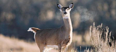 Antlerless-only Whitetail Season Provides One Last Opportunity