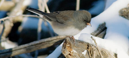 Learn to ID Birds At a Christmas Bird Count