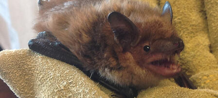 Learn About Bats at Feb. 11 Fair
