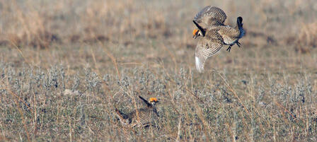 National Fish and Wildlife Foundation Grant to Benefit Lesser Prairie Chickens 