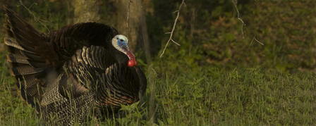 TURKEY FEDERATION CHAPTER YOUTH HUNT APRIL 7