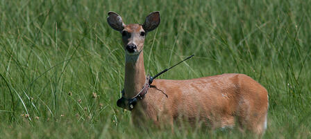 Research Will Focus On Deer In Northwest Kansas