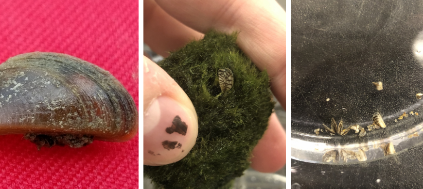 A destructive invasive species is spreading from moss balls in