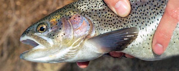 TROUT STOCKING PROGRAM PROVIDES VARIETY FOR ANGLERS