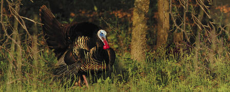 KDWPT OFFERS EARLY-BIRD SPECIAL FOR SPRING TURKEY SEASON