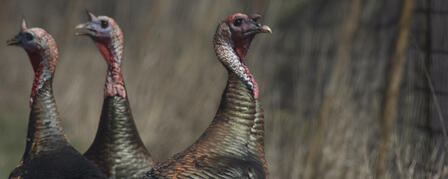 2012 SPRING TURKEY ATLAS NOW AVAILABLE