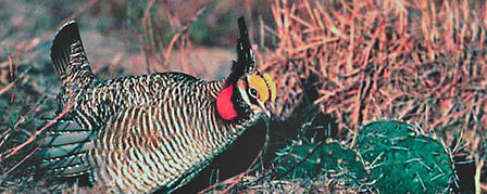 OCCIDENTAL PETROLEUM CORPORATION COMMITS 1.8 MILLION ACRES TO LESSER PRAIRIE-CHICKEN CONSERVATION EFFORTS